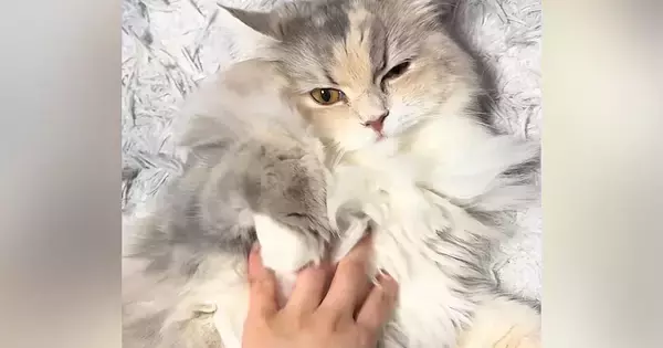 お腹は撫でさせてくれる猫…頭に手を伸ばした瞬間の『まさかの仕草』に癒されると反響「拒否の仕方が可愛すぎるｗ」「珍しいｗ」