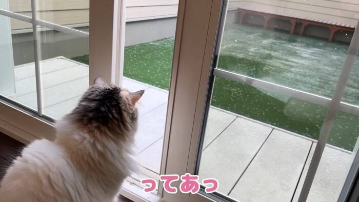 大雪のなか庭にでて堪能していた猫→窓を閉めたら…可愛すぎる『リアクション』が7万再生「顔がマジだｗ」「必死でかわいいｗ」の声