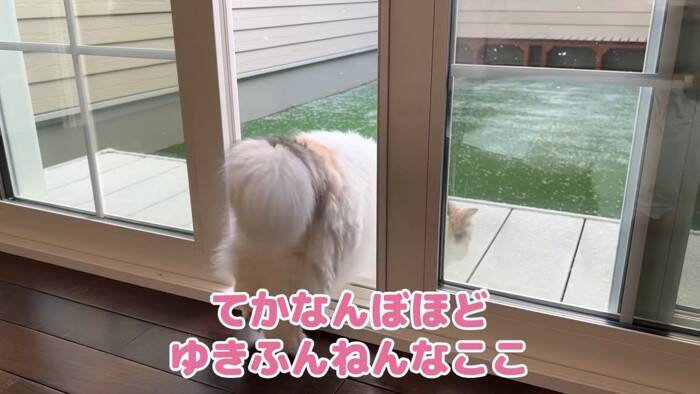 大雪のなか庭にでて堪能していた猫→窓を閉めたら…可愛すぎる『リアクション』が7万再生「顔がマジだｗ」「必死でかわいいｗ」の声