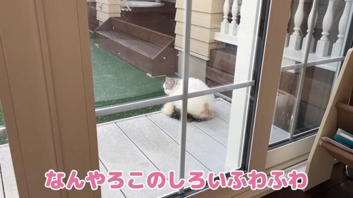 大雪のなか庭にでて堪能していた猫→窓を閉めたら…可愛すぎる『リアクション』が7万再生「顔がマジだｗ」「必死でかわいいｗ」の声