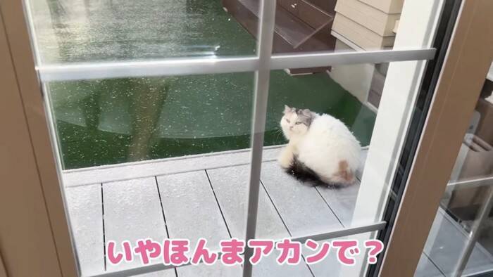 大雪のなか庭にでて堪能していた猫→窓を閉めたら…可愛すぎる『リアクション』が7万再生「顔がマジだｗ」「必死でかわいいｗ」の声