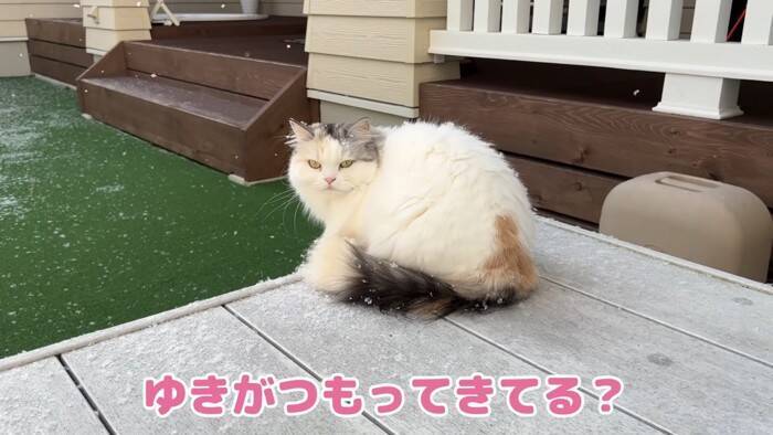 大雪のなか庭にでて堪能していた猫→窓を閉めたら…可愛すぎる『リアクション』が7万再生「顔がマジだｗ」「必死でかわいいｗ」の声