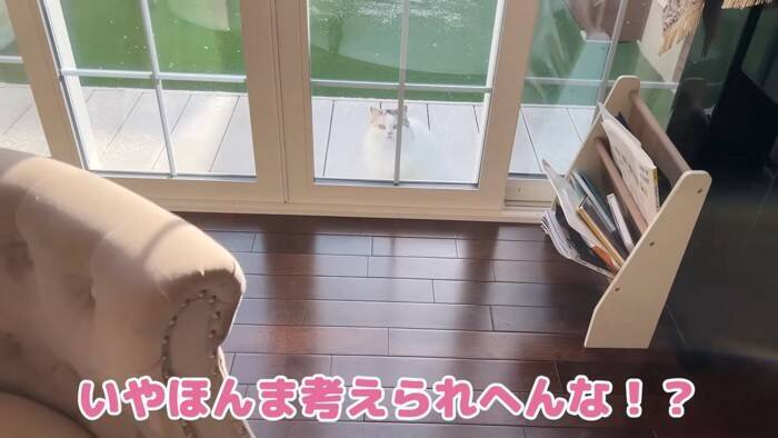 大雪のなか庭にでて堪能していた猫→窓を閉めたら…可愛すぎる『リアクション』が7万再生「顔がマジだｗ」「必死でかわいいｗ」の声