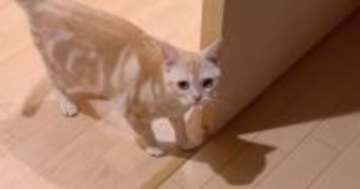 『わっ！』と猫を驚かせてみたら…直後に見せた『予想外のリアクション』が可愛すぎると21万再生「忖度を感じる」「永遠に見れる」