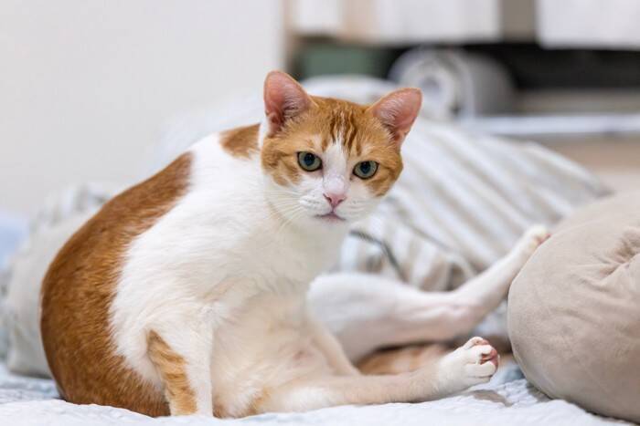 猫が『触られると攻撃する』ときの心理5つ　嫌がっている理由や正しい接し方