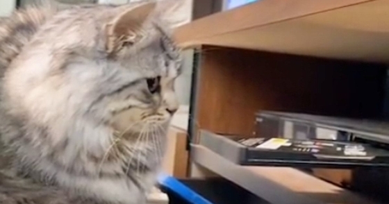 レコーダーを見つめる猫→『ディスクトレイが閉じようとした』次の瞬間……爆笑の展開が19万再生「予想外のパターンｗ」「タイミングｗ」