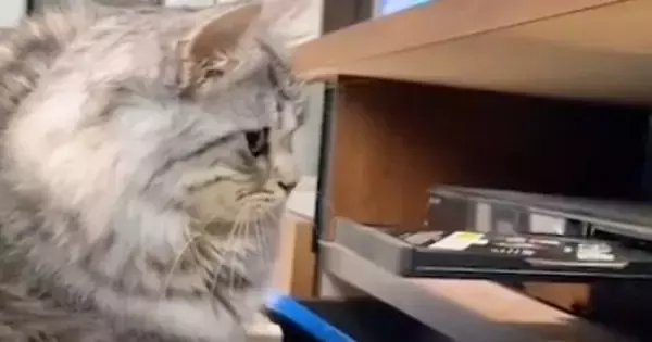 レコーダーを見つめる猫→『ディスクトレイが閉じようとした』次の瞬間……爆笑の展開が19万再生「予想外のパターンｗ」「タイミングｗ」