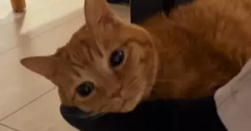 お父さんが出張から帰ってきた結果→『猫』が……尊すぎる光景に笑顔になる人続出「幸せそうｗ」「本当に大好きなんだ」と20万再生