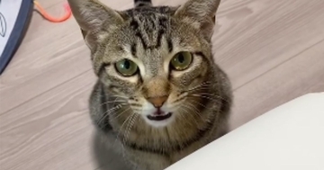 突然何かを訴えはじめた猫→なんだろうと思っていると…反則級に可愛い『驚きの鳴き声』が73万再生「本当に言ってる」「1億回いいね押したい」