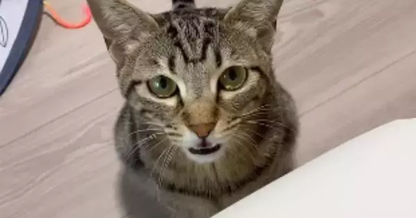 突然何かを訴えはじめた猫→なんだろうと思っていると…反則級に可愛い『驚きの鳴き声』が73万再生「本当に言ってる」「1億回いいね押したい」