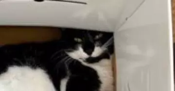 猫の足を『横から眺めている』と……まさかの『美味しそうな模様』に12万いいね「奇跡的すぎる」「わぁ〜本当に見事」とSNSで大反響