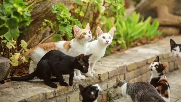 猫の『毛柄』が多種多様な理由3選　模様が決まる仕組みや遺伝の秘密も解説