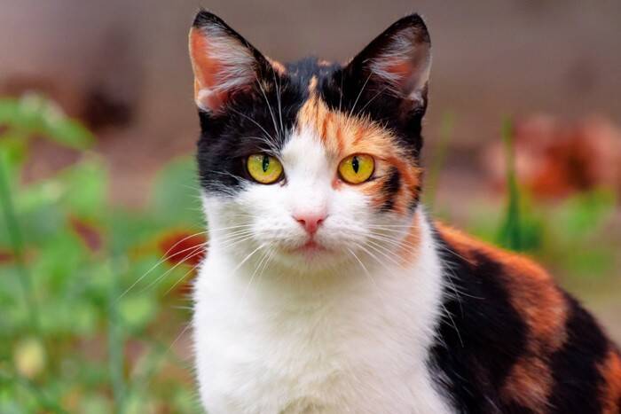 猫の『毛柄』が多種多様な理由3選　模様が決まる仕組みや遺伝の秘密も解説