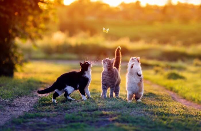 猫の『毛柄』が多種多様な理由3選　模様が決まる仕組みや遺伝の秘密も解説