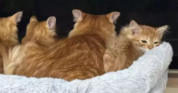 窓辺のハンモックの上で並ぶママ猫と子猫たち…半年後に撮影された『素敵な光景』が31万再生「ウルっときた」「めちゃめちゃ可愛い」