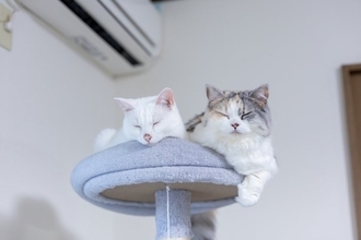 猫のことを『幸せにさせる飼い主』に共通する特徴5つ　参考にしたい接し方や心がけたいこと