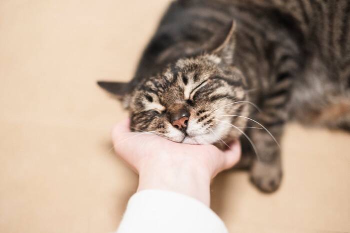 猫のことを『幸せにさせる飼い主』に共通する特徴5つ　参考にしたい接し方や心がけたいこと