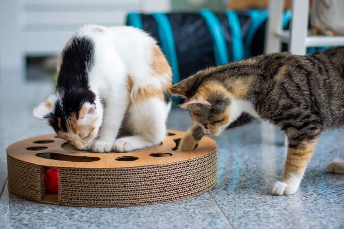 猫のことを『幸せにさせる飼い主』に共通する特徴5つ　参考にしたい接し方や心がけたいこと