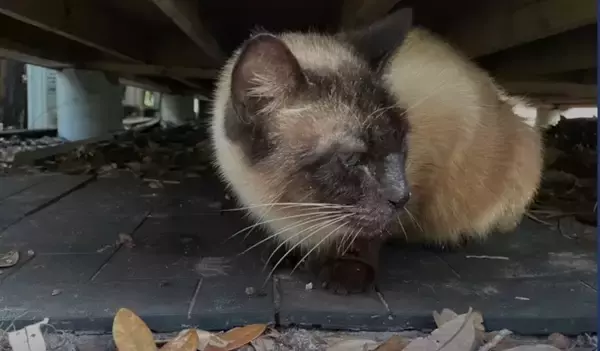 捨てられたシャム猫の可愛いお手手の秘密とは？“ヘミングウェイ・キャット”の愛らしい個性とその後