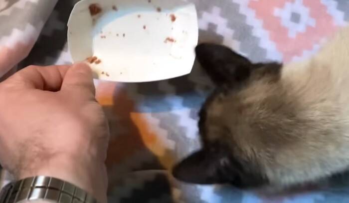 捨てられたシャム猫の可愛いお手手の秘密とは？“ヘミングウェイ・キャット”の愛らしい個性とその後