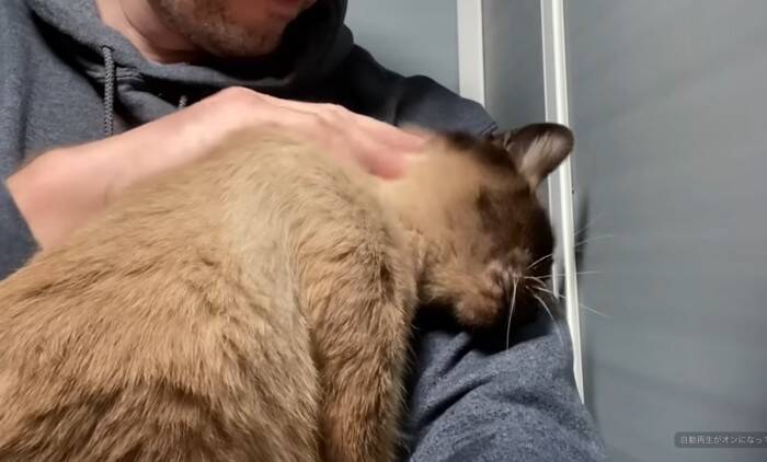 捨てられたシャム猫の可愛いお手手の秘密とは？“ヘミングウェイ・キャット”の愛らしい個性とその後