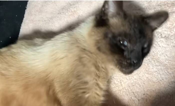 捨てられたシャム猫の可愛いお手手の秘密とは？“ヘミングウェイ・キャット”の愛らしい個性とその後
