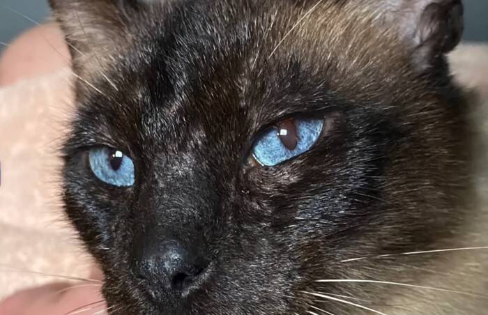 捨てられたシャム猫の可愛いお手手の秘密とは？“ヘミングウェイ・キャット”の愛らしい個性とその後