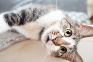 猫の『口臭が気になる』ときに疑われる原因3選　病気の可能性から改善方法まで解説