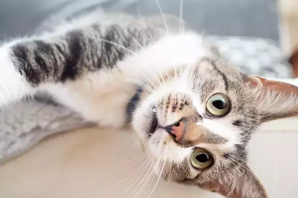猫の『口臭が気になる』ときに疑われる原因3選　病気の可能性から改善方法まで解説