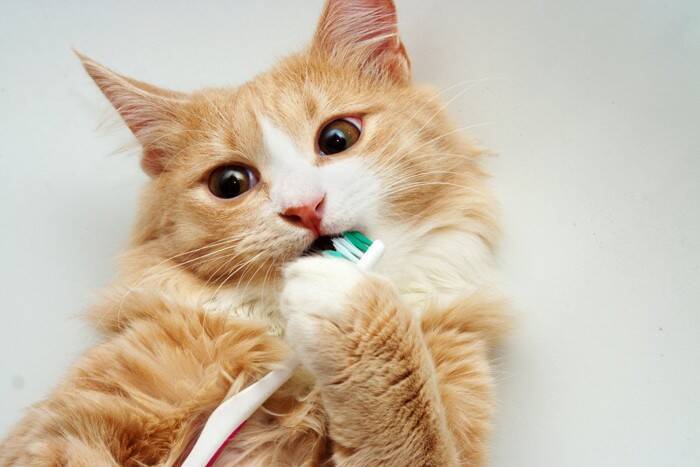 猫の『口臭が気になる』ときに疑われる原因3選　病気の可能性から改善方法まで解説