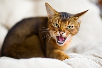 猫が『嫌いな相手』に対してする鳴き方3つ　警戒されているの？避けるべき行為も解説