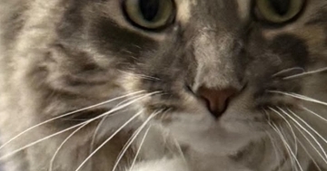 『まさかの場所』に乗ってくつろいでいた猫…驚きの光景に「安らげるのかなｗ」「めちゃめちゃ必死に見えるｗ」と笑う人が続出