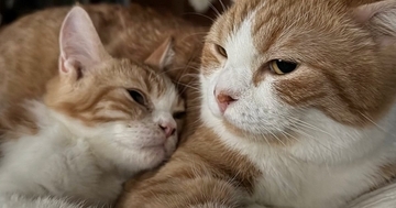 出会って10日目の先住猫と子猫…まるで親子のような『可愛すぎる光景』に1万いいね「たまらんなぁ」「幸せな気持ちになった」