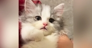 子猫を抱っこしていたら、だんだん表情が変化して…涙が出るほど『尊い光景』が140万再生「信じられない可愛さ」「ぬいぐるみみたい」と悶絶