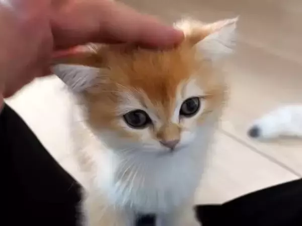 そろそろと膝に乗ってきた赤ちゃん猫→なでてあげた結果…悶絶級の『愛おしい光景』に「幸せだね」「小さな鳴き声たくさん聞けた」と反響の声