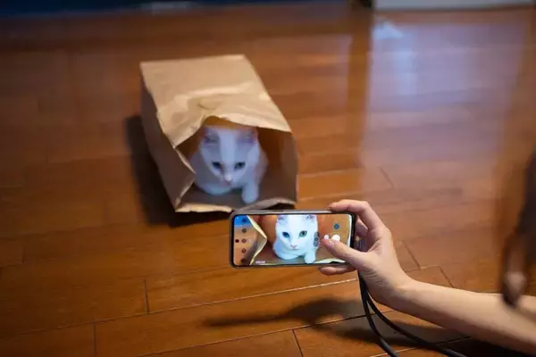 猫を守るために役立つ『寄付先』の選び方とは　安心して支援するためのポイント4つ