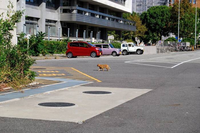 猫を守るために役立つ『寄付先』の選び方とは　安心して支援するためのポイント4つ