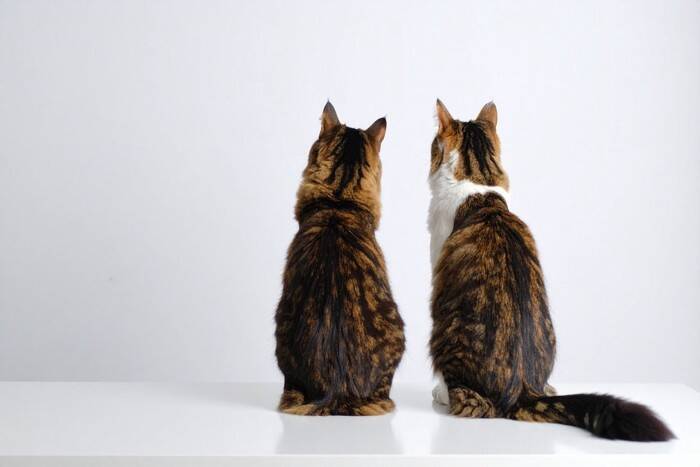 猫の『オス・メス』で異なる4つの特徴　見た目や性格の違いから飼い方のコツまで