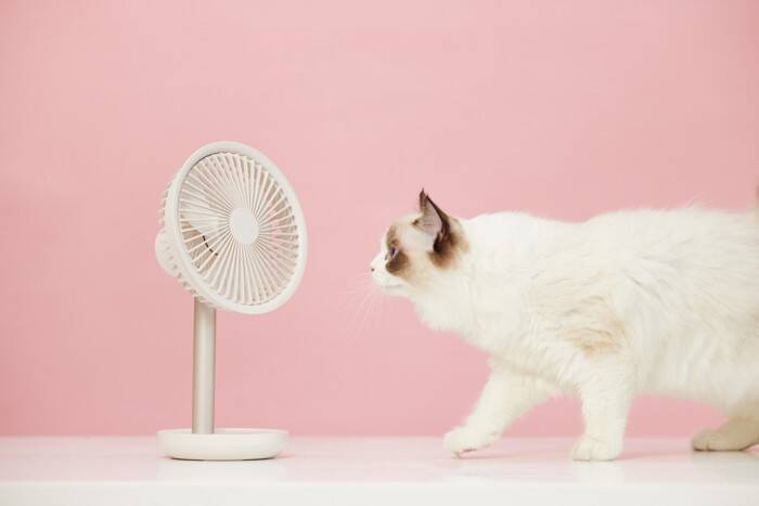 猫の近くで『扇風機』を使うときに注意すべきこと5つ　寒い冬でも効果的な活用術まで