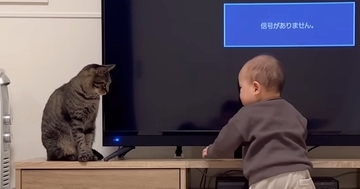テレビの方に向かう『赤ちゃんと猫』→見守っていると…可愛すぎる『まさかの光景』に癒される人続出「優しいお姉ちゃん」「上手いｗ」と8万再生