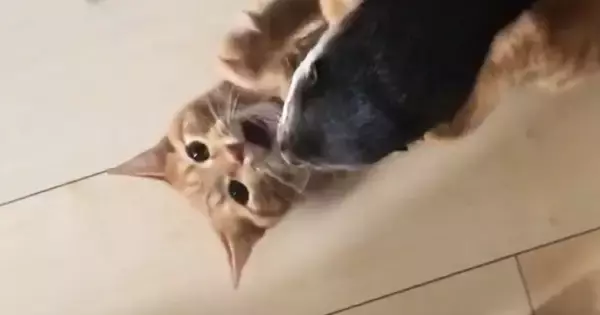 仲良しすぎる『猫とカワウソ』→遊んでいる様子を眺めていたら…たまらなく可愛い光景が41万再生「本当の姉弟のよう」「ずっと見ていられる」