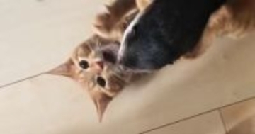 仲良しすぎる『猫とカワウソ』→遊んでいる様子を眺めていたら…たまらなく可愛い光景が41万再生「本当の姉弟のよう」「ずっと見ていられる」