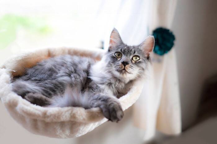 シニア猫に多い『甲状腺機能亢進症』の見逃せないサイン7つ　発症する原因や取るべき対処法まで解説