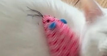 猫にねずみのおもちゃが『直撃』してしまった結果…可愛すぎる『リアクション』に13万いいね「反射神経いいはずなのにｗ」「たまんない」