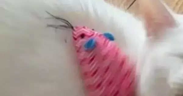 猫にねずみのおもちゃが『直撃』してしまった結果…可愛すぎる『リアクション』に13万いいね「反射神経いいはずなのにｗ」「たまんない」