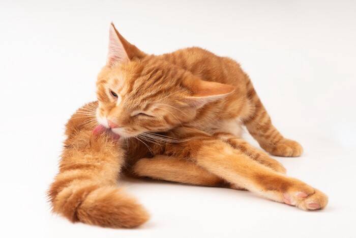 猫が『しっぽを触られると怒る』理由3つ　信頼を失う可能性も？避けるべき行為まで解説