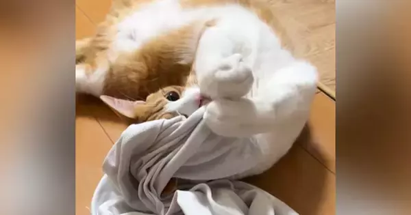 猫がお兄ちゃんの『汗臭いTシャツ』を嗅いだ結果…ママ困惑の『とんでもない光景』が46万再生「マタタビ超えたｗ」「きっと野生の匂いｗ」