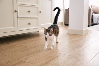 猫が『ぷるるる』と鳴くときの意味5つ　愛おしい鳴き声に隠されている気持ちとは？