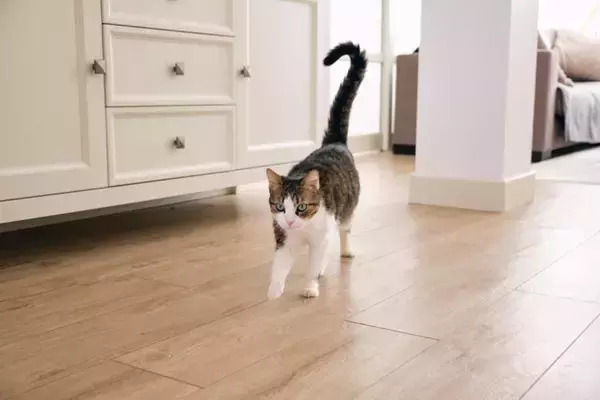 猫が『ぷるるる』と鳴くときの意味5つ　愛おしい鳴き声に隠されている気持ちとは？