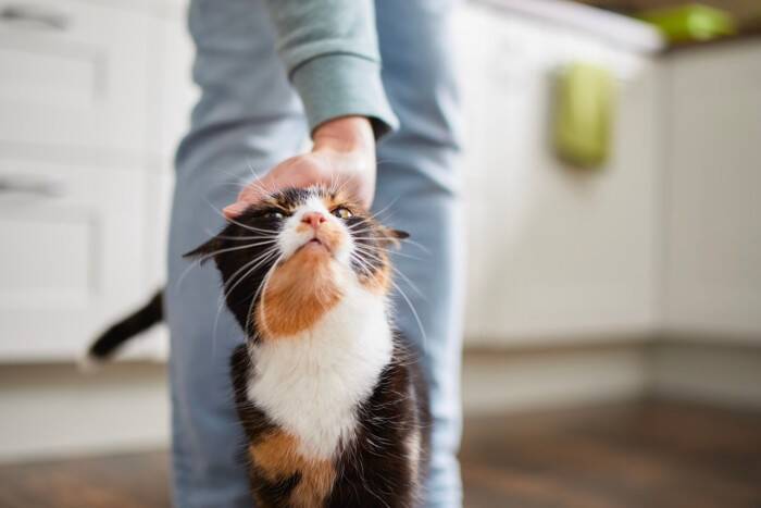猫が『ぷるるる』と鳴くときの意味5つ　愛おしい鳴き声に隠されている気持ちとは？
